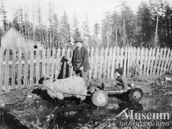 Chappie Bigold in his sheep-drawn cart