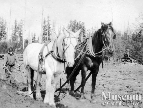 Plowing  the fields at the Yeatman family farm (Sunny Side) on Quadra Island