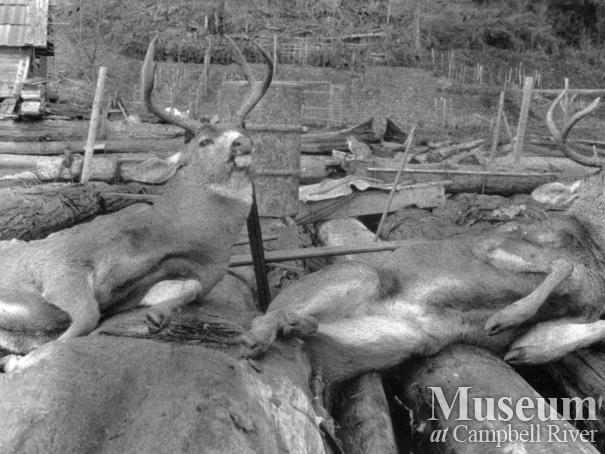 Successful deer hunt at August Schnarr’s place, Bute Inlet