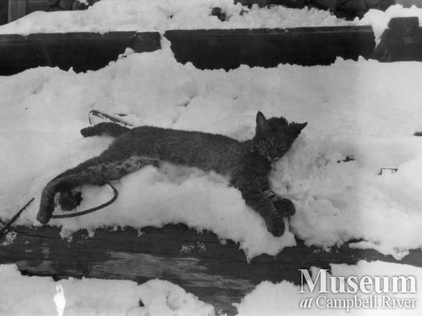 A bobcat hunted by August Schnarr in Bute Inlet