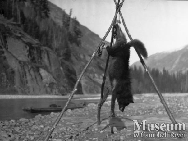 Wolf shot by August Schnarr and Ed Atkins, Bute Inlet